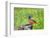 Painted Bunting (Passerina ciris) perched-Larry Ditto-Framed Photographic Print