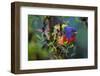 Painted bunting perched on branch, Texas, USA-Karine Aigner-Framed Photographic Print