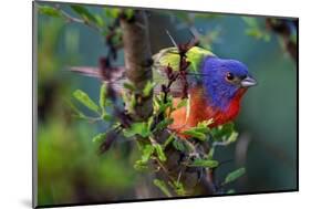 Painted bunting perched on branch, Texas, USA-Karine Aigner-Mounted Photographic Print