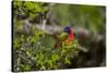 Painted Bunting Perching on Twig-Gary Carter-Stretched Canvas