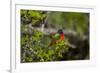 Painted Bunting Perching on Twig-Gary Carter-Framed Photographic Print