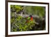 Painted Bunting Perching on Twig-Gary Carter-Framed Photographic Print