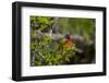 Painted Bunting Perching on Twig-Gary Carter-Framed Photographic Print