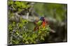 Painted Bunting Perching on Twig-Gary Carter-Mounted Photographic Print