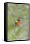 Painted Bunting Perching on Wire Fence-Gary Carter-Framed Stretched Canvas