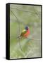 Painted Bunting Perching on Wire Fence-Gary Carter-Framed Stretched Canvas