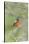 Painted Bunting Perching on Wire Fence-Gary Carter-Stretched Canvas