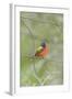 Painted Bunting Perching on Wire Fence-Gary Carter-Framed Photographic Print