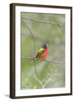 Painted Bunting Perching on Wire Fence-Gary Carter-Framed Photographic Print