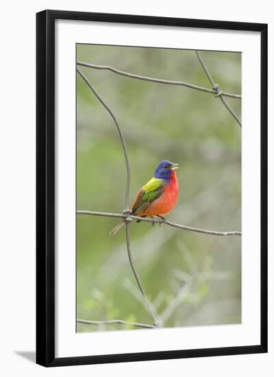 Painted Bunting Perching on Wire Fence-Gary Carter-Framed Photographic Print