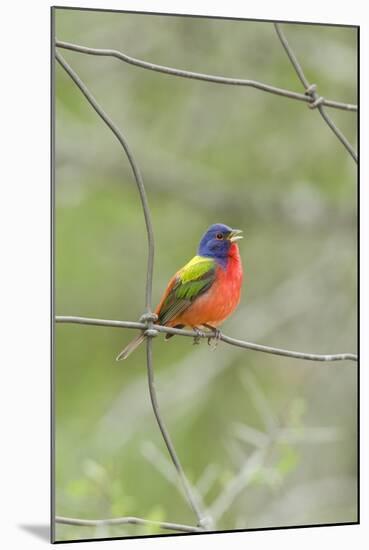 Painted Bunting Perching on Wire Fence-Gary Carter-Mounted Photographic Print