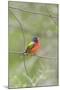 Painted Bunting Perching on Wire Fence-Gary Carter-Mounted Photographic Print