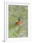 Painted Bunting Perching on Wire Fence-Gary Carter-Framed Photographic Print