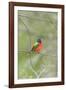 Painted Bunting Perching on Wire Fence-Gary Carter-Framed Photographic Print