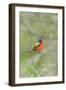 Painted Bunting Perching on Wire Fence-Gary Carter-Framed Photographic Print