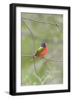 Painted Bunting Perching on Wire Fence-Gary Carter-Framed Photographic Print