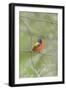 Painted Bunting Perching on Wire Fence-Gary Carter-Framed Photographic Print