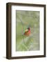 Painted Bunting Perching on Wire Fence-Gary Carter-Framed Photographic Print