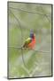 Painted Bunting Perching on Wire Fence-Gary Carter-Mounted Photographic Print