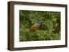 Painted bunting. Rio Grande Valley, Texas-Adam Jones-Framed Photographic Print