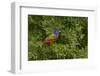 Painted bunting. Rio Grande Valley, Texas-Adam Jones-Framed Photographic Print