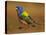 Painted Bunting, Texas, USA-Larry Ditto-Stretched Canvas