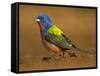 Painted Bunting, Texas, USA-Larry Ditto-Framed Stretched Canvas