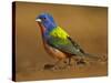 Painted Bunting, Texas, USA-Larry Ditto-Stretched Canvas