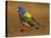 Painted Bunting, Texas, USA-Larry Ditto-Stretched Canvas