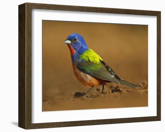 Painted Bunting, Texas, USA-Larry Ditto-Framed Premium Photographic Print