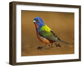 Painted Bunting, Texas, USA-Larry Ditto-Framed Premium Photographic Print