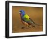 Painted Bunting, Texas, USA-Larry Ditto-Framed Premium Photographic Print