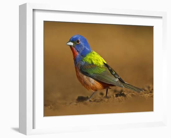 Painted Bunting, Texas, USA-Larry Ditto-Framed Premium Photographic Print