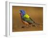 Painted Bunting, Texas, USA-Larry Ditto-Framed Premium Photographic Print