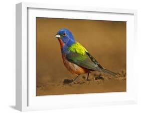 Painted Bunting, Texas, USA-Larry Ditto-Framed Premium Photographic Print