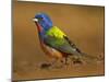 Painted Bunting, Texas, USA-Larry Ditto-Mounted Premium Photographic Print