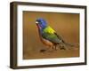 Painted Bunting, Texas, USA-Larry Ditto-Framed Photographic Print