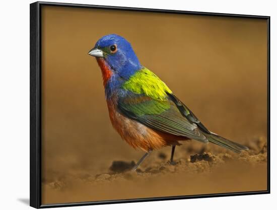 Painted Bunting, Texas, USA-Larry Ditto-Framed Photographic Print