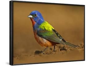 Painted Bunting, Texas, USA-Larry Ditto-Framed Photographic Print