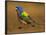 Painted Bunting, Texas, USA-Larry Ditto-Framed Photographic Print