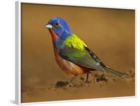 Painted Bunting, Texas, USA-Larry Ditto-Framed Photographic Print