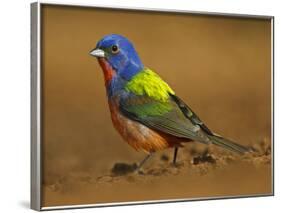 Painted Bunting, Texas, USA-Larry Ditto-Framed Photographic Print