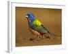 Painted Bunting, Texas, USA-Larry Ditto-Framed Photographic Print