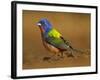 Painted Bunting, Texas, USA-Larry Ditto-Framed Photographic Print