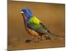 Painted Bunting, Texas, USA-Larry Ditto-Mounted Photographic Print