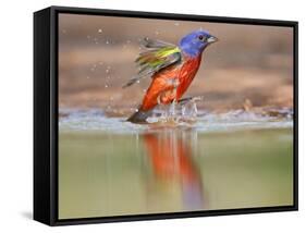 Painted Bunting, Texas, USA-Larry Ditto-Framed Stretched Canvas