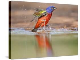 Painted Bunting, Texas, USA-Larry Ditto-Stretched Canvas