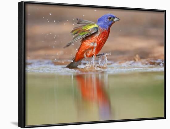 Painted Bunting, Texas, USA-Larry Ditto-Framed Photographic Print