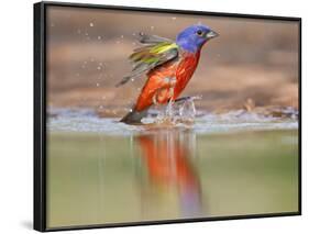 Painted Bunting, Texas, USA-Larry Ditto-Framed Photographic Print