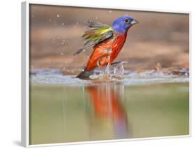 Painted Bunting, Texas, USA-Larry Ditto-Framed Photographic Print